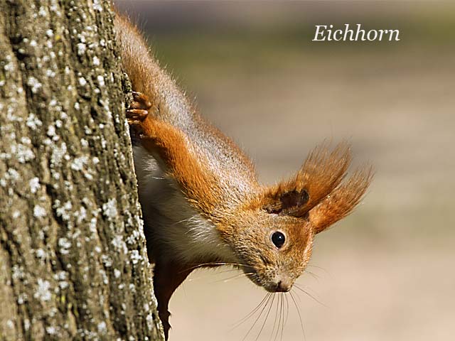 Eichhörnchen, Foto: Baumann