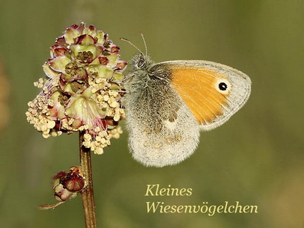 Schmetterling, Foto: Eckard Baumann